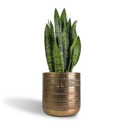 Sansevieria Trifasciata Black Coral - Snake Plant 24 Sansevieria Trifasciata Black Coral - Snake Plant -Indoor Plants Store Sansevieria trifasciata Black Coral Snake Plant 17x60cm Solis Embossed Plant Pot Gold 25x25cm c6aa9337 9c3a 4545 a97b 3eef434f89aa