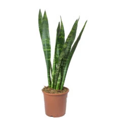 Sansevieria Trifasciata Black Coral - Snake Plant 34 Sansevieria Trifasciata Black Coral - Snake Plant -Indoor Plants Store Sansevieria trifasciata Black Coral Snake Plant