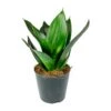 Sansevieria Trifasciata Black Dragon - Snake Plant 2 Sansevieria Trifasciata Black Dragon - Snake Plant -Indoor Plants Store Sansevieria trifasciata Black Dragon Snake Plant