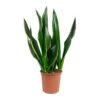 Sansevieria Trifasciata Diamond Flame - Snake Plant -Indoor Plants Store Sansevieria trifasciata Diamond Flame Snake Plant