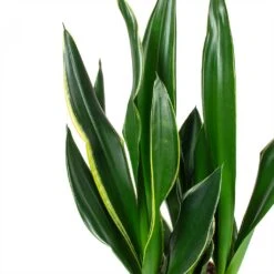 Indoor Plants Store -Indoor Plants Store Sansevieria trifasciata Diamond Flame Snake Plant Leaves
