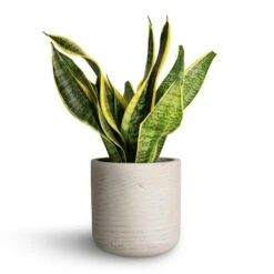 Sansevieria Trifasciata Futura Superba -Indoor Plants Store Sansevieria trifasciata Futura Superba 12x35cm Charlie Plant Pot Grey Washed 15x15cm