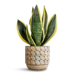 Sansevieria Trifasciata Futura Superba -Indoor Plants Store Sansevieria trifasciata Futura Superba 12x35cm Jim Plant Pot Shell 14x12cm 7153f1db d509 42f2 bceb 1fc664ead64d