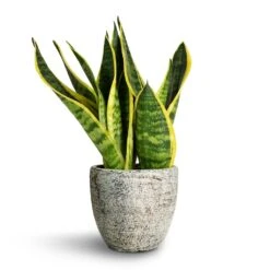 Sansevieria Trifasciata Futura Superba -Indoor Plants Store Sansevieria trifasciata Futura Superba 9x30cm Anne Plant Pot White Earth 12x11cm