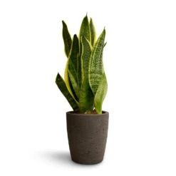 Sansevieria Trifasciata Futura Superba -Indoor Plants Store Sansevieria trifasciata Futura Superba 9x30cm Gerben Plant Pot Black Washed 12x13cm 0d93085d b220 40c0 91c9 38c53378f64a