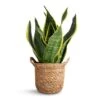Sansevieria Trifasciata Futura Superba