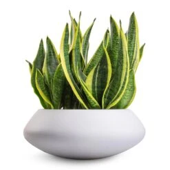 Sansevieria Trifasciata Futura Superba -Indoor Plants Store Sansevieria trifasciata Futura Superba 9x30cm Tara Essentials Bowl Planter Matt White 31x12cm
