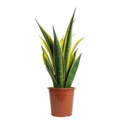 Sansevieria Trifasciata Golden Flame - Snake Plant -Indoor Plants Store Sansevieria trifasciata Golden Flame Snake Plant 17cm