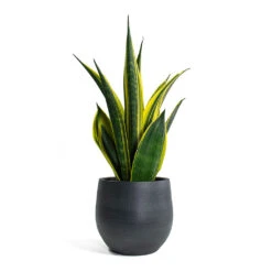 Sansevieria Trifasciata Golden Flame - Snake Plant -Indoor Plants Store Sansevieria trifasciata Golden Flame Snake Plant Esra Plant Pot Graphite