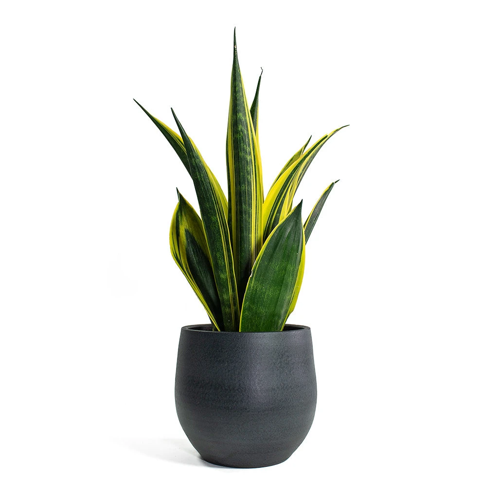 Esra Plant Pot - Graphite 9 Esra Plant Pot - Graphite - Image 7