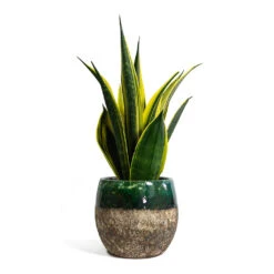 Lindy Plant Pot - Black Green -Indoor Plants Store Sansevieria trifasciata Golden Flame Snake Plant Lindy Plant Pot Black Green 421ceda7 b7cb 48d2 8d58 20f9e28f4a5d