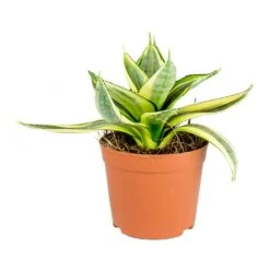Sansevieria Trifasciata Golden Hahnii - Birds Nest Snake Plant -Indoor Plants Store Sansevieria trifasciata Golden Hahnii Birds Nest Snake Plant