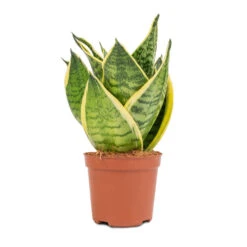 Sansevieria Trifasciata Golden Hahnii - Birds Nest Snake Plant -Indoor Plants Store Sansevieria trifasciata Golden Hahnii Birds Nest Snake Plant 9x15cm 2