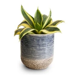 Sansevieria Trifasciata Golden Hahnii - Birds Nest Snake Plant -Indoor Plants Store Sansevieria trifasciata Golden Hahnii Birds Nest Snake Plant 9x15cm Issa Plant Pot Light Blue 10x11cm 2