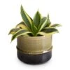 Sansevieria Trifasciata Golden Hahnii - Birds Nest Snake Plant -Indoor Plants Store Sansevieria trifasciata Golden Hahnii Birds Nest Snake Plant 9x15cm Marlijn Plant Pot Thyme 11x9cm