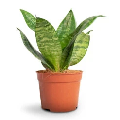 Sansevieria Trifasciata Hahnii - Birds Nest Snake Plant -Indoor Plants Store Sansevieria trifasciata Hahnii Birds Nest Snake Plant 1