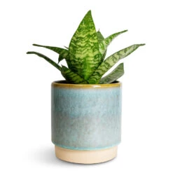 Copenhagen Plant Pot - Aqua 15 Copenhagen Plant Pot - Aqua -Indoor Plants Store Sansevieria trifasciata Hahnii Birds Nest Snake Plant 12x25cm Copenhagen Plant Pot Aqua 13.5x14cm