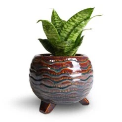 Dewi Plant Pot - Marrakesh -Indoor Plants Store Sansevieria trifasciata Hahnii Birds Nest Snake Plant 12x25cm Dewi Plant Pot Marrakesh 21x16cm 2 8749c06e 22ab 4c64 9b78 c819a371f25b