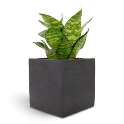 Sansevieria Trifasciata Hahnii - Birds Nest Snake Plant -Indoor Plants Store Sansevieria trifasciata Hahnii Birds Nest Snake Plant 12x25cm Fleur Natural Planter Black 15x15x15cm