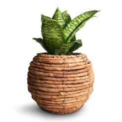 Sansevieria Trifasciata Hahnii - Birds Nest Snake Plant -Indoor Plants Store Sansevieria trifasciata Hahnii Birds Nest Snake Plant 12x25cm Lida Plant Basket Natural 21x17cm 2