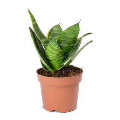 Sansevieria Trifasciata Hahnii - Birds Nest Snake Plant -Indoor Plants Store Sansevieria trifasciata Hahnii Birds Nest Snake Plant