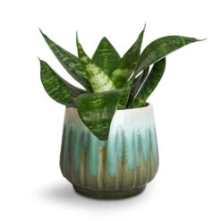 Sansevieria Trifasciata Hahnii - Birds Nest Snake Plant -Indoor Plants Store Sansevieria trifasciata Hahnii Birds Nest Snake Plant Alice Plant Pot Ocean
