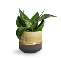 Sansevieria Trifasciata Hahnii - Birds Nest Snake Plant -Indoor Plants Store Sansevieria trifasciata Hahnii Birds Nest Snake Plant Marlijn Plant Pot Thyme