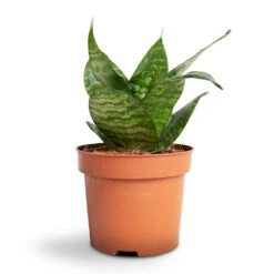 Sansevieria Trifasciata Hahnii - Birds Nest Snake Plant -Indoor Plants Store Sansevieria trifasciata Hahnii Birds Nest Snake Plant b4e2fd42 358c 4d3d a0d3 433115a9b5f2