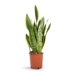 Sansevieria Trifasciata Laurentii - Variegated Snake Plant 24 Sansevieria Trifasciata Laurentii - Variegated Snake Plant -Indoor Plants Store Sansevieria trifasciata Laurentii Variegated Snake Plant 14x50cm