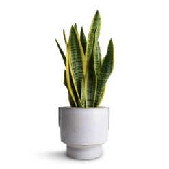 Aries Handles Plant Pot - White 12 Aries Handles Plant Pot - White -Indoor Plants Store Sansevieria trifasciata Laurentii Variegated Snake Plant 14x50cm Aries Handles Plant Pot White 19x20cm 3ae6ce30 5dbf 4611 b776 e11115f54376