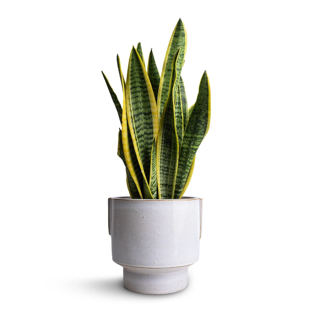 Aries Handles Plant Pot - White 7 Aries Handles Plant Pot - White - Image 5