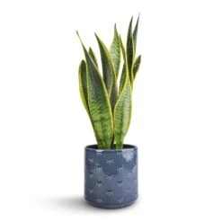 Sansevieria Trifasciata Laurentii - Variegated Snake Plant 37 Sansevieria Trifasciata Laurentii - Variegated Snake Plant -Indoor Plants Store Sansevieria trifasciata Laurentii Variegated Snake Plant 15x45cm Arley Plant Pot Blue Dragonfly 17x17.5cm 1702ed53 e585 4de7 8eaf 42bf240776e3