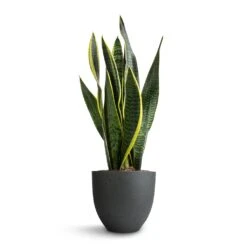 Coral Refined Planter - Pine Green 11 Coral Refined Planter - Pine Green -Indoor Plants Store Sansevieria trifasciata Laurentii Variegated Snake Plant 15x45cm Coral Refined Planter Pine Green 18x15cm 5bc3aa23 9893 4ee9 9113 75544579acf3