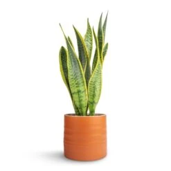Sansevieria Trifasciata Laurentii - Variegated Snake Plant 26 Sansevieria Trifasciata Laurentii - Variegated Snake Plant -Indoor Plants Store Sansevieria trifasciata Laurentii Variegated Snake Plant 15x45cm Hadleigh Plant Pot Amber 17x15cm dc152ae7 88bd 4a26 9afe a76af1301676