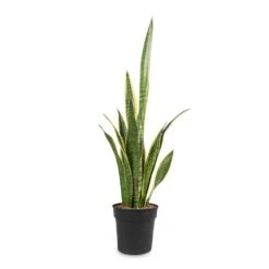 Sansevieria Trifasciata Laurentii - Variegated Snake Plant 31 Sansevieria Trifasciata Laurentii - Variegated Snake Plant -Indoor Plants Store Sansevieria trifasciata Laurentii Variegated Snake Plant 16x60cm