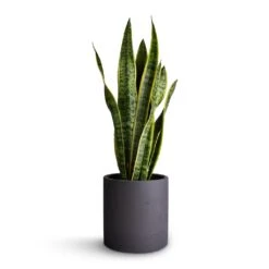Sansevieria Trifasciata Laurentii - Variegated Snake Plant 38 Sansevieria Trifasciata Laurentii - Variegated Snake Plant -Indoor Plants Store Sansevieria trifasciata Laurentii Variegated Snake Plant 17x65cm Puk Plant Pot Black Washed 20x20cm f57622ab 7889 4d3b 8347 b54bea5fec77