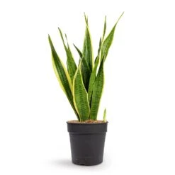 Sansevieria Trifasciata Laurentii - Variegated Snake Plant 33 Sansevieria Trifasciata Laurentii - Variegated Snake Plant -Indoor Plants Store Sansevieria trifasciata Laurentii Variegated Snake Plant 21x70cm