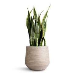 Sansevieria Trifasciata Laurentii - Variegated Snake Plant 32 Sansevieria Trifasciata Laurentii - Variegated Snake Plant -Indoor Plants Store Sansevieria trifasciata Laurentii Variegated Snake Plant 21x70cm Dune Darcy Planter Oat 30x26cm 6572a0a9 e86b 42e5 bc37 42182fd857fc