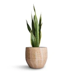 Sansevieria Trifasciata Laurentii - Variegated Snake Plant 36 Sansevieria Trifasciata Laurentii - Variegated Snake Plant -Indoor Plants Store Sansevieria trifasciata Laurentii Variegated Snake Plant 21x70cm Emmy Plant Pot Camel 28x25cm