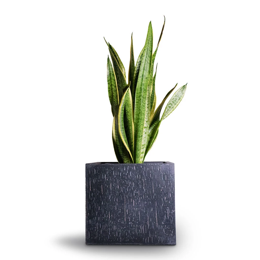 Raindrop Cube Planter - Anthracite 11 Raindrop Cube Planter - Anthracite - Image 9