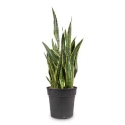 Sansevieria Trifasciata Laurentii - Variegated Snake Plant 41 Sansevieria Trifasciata Laurentii - Variegated Snake Plant -Indoor Plants Store Sansevieria trifasciata Laurentii Variegated Snake Plant 27x80cm