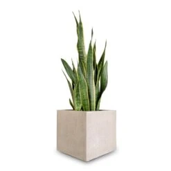Sansevieria Trifasciata Laurentii - Variegated Snake Plant 40 Sansevieria Trifasciata Laurentii - Variegated Snake Plant -Indoor Plants Store Sansevieria trifasciata Laurentii Variegated Snake Plant 27x80cm Raindrop Cube Planter Stone 30x30x27cm