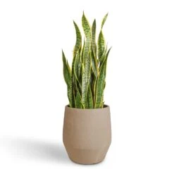 Humus Plant Pot - Concrete 10 Humus Plant Pot - Concrete -Indoor Plants Store Sansevieria trifasciata Laurentii Variegated Snake Plant 30x90cm Humus Plant Pot Concrete 37x42.5cm 392151dc 9f71 4df0 aa38 9442d0eaaeb9
