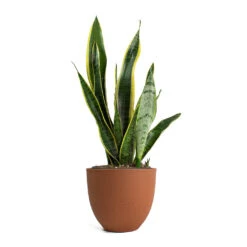 Sansevieria Trifasciata Laurentii - Variegated Snake Plant 30 Sansevieria Trifasciata Laurentii - Variegated Snake Plant -Indoor Plants Store Sansevieria trifasciata Laurentii Variegated Snake Plant Coral Refined Planter Canyon Orange 59a9fb26 77dc 4d1a acf1 bb206f0b8207