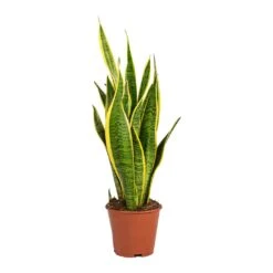 Sansevieria Trifasciata Laurentii - Variegated Snake Plant 27 Sansevieria Trifasciata Laurentii - Variegated Snake Plant -Indoor Plants Store Sansevieria trifasciata Laurentii Variegated Snake Plant Small