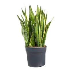 Sansevieria Trifasciata Laurentii - Variegated Snake Plant 39 Sansevieria Trifasciata Laurentii - Variegated Snake Plant -Indoor Plants Store Sansevieria trifasciata Laurentii Variegated Snake Plant XL