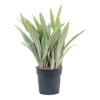 Sansevieria Trifasciata Metallica - Snake Plant 1 Sansevieria Trifasciata Metallica - Snake Plant -Indoor Plants Store Sansevieria trifasciata Metallica Snake Plant