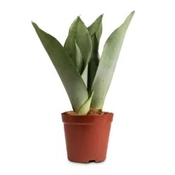 Sansevieria Trifasciata Moonshine - Snake Plant 41 Sansevieria Trifasciata Moonshine - Snake Plant -Indoor Plants Store Sansevieria trifasciata Moonshine Snake Plant 12x35cm 50a63810 e3e0 4615 80fd d15cf6a469a0