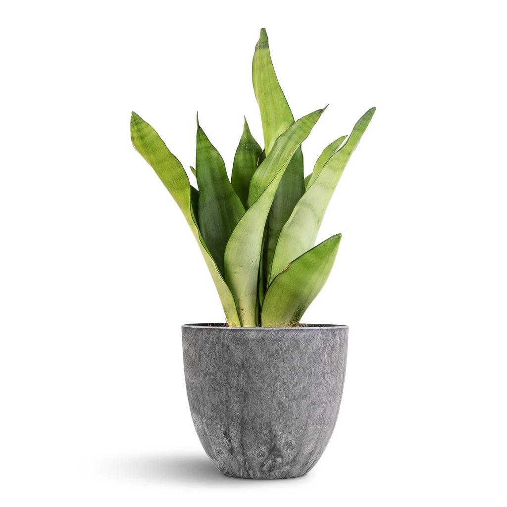 Sansevieria Trifasciata Moonshine - Snake Plant 8 Sansevieria Trifasciata Moonshine - Snake Plant - Image 6