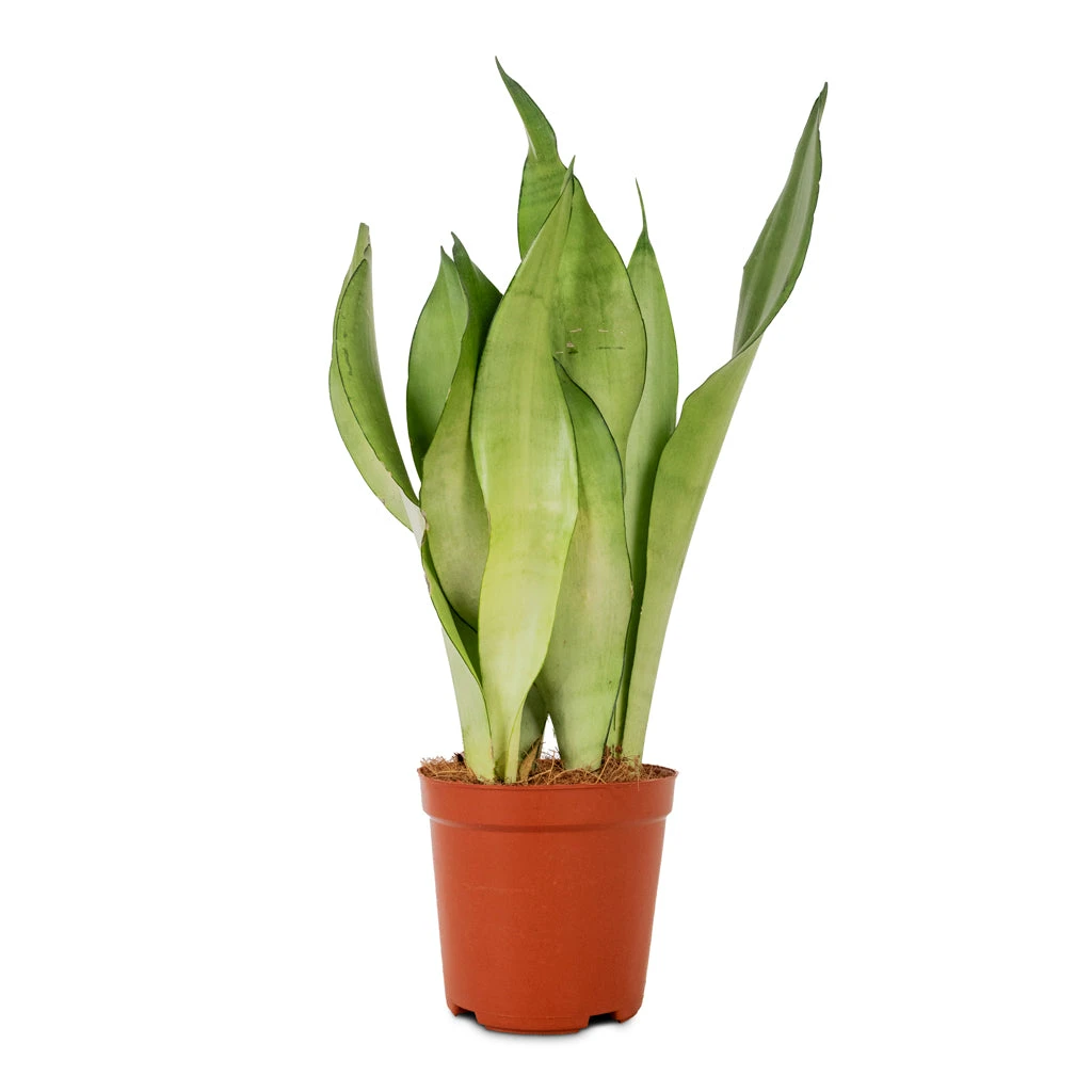 Sansevieria Trifasciata Moonshine - Snake Plant 7 Sansevieria Trifasciata Moonshine - Snake Plant - Image 5